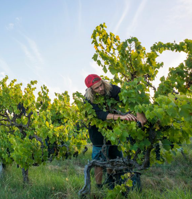 VITICULTURE & WINEMAKING VITICULTURE & WINEMAKING